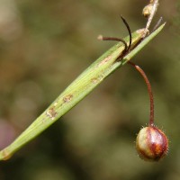 Sisyrinchium micranthum Cav.